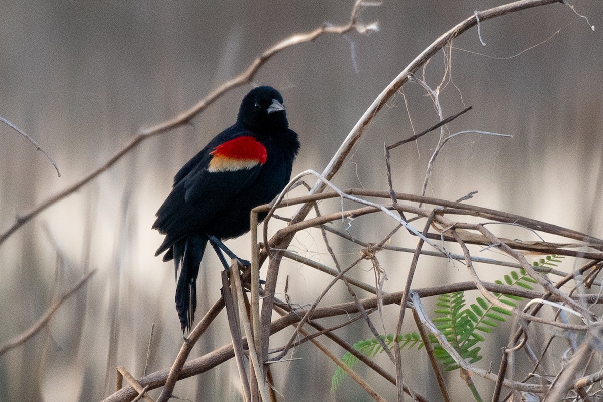 Red-winged Blackbird (Red-winged) - ML616158863