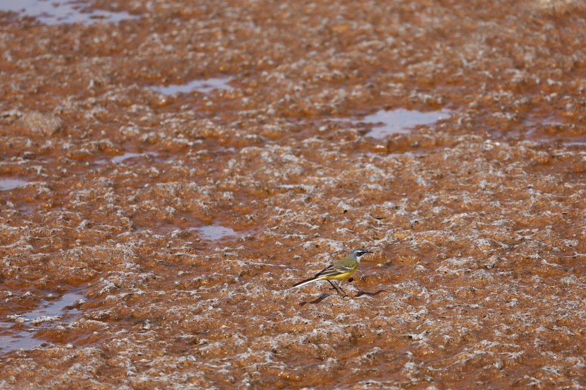 Western Yellow Wagtail - Luís Filipe Ferreira