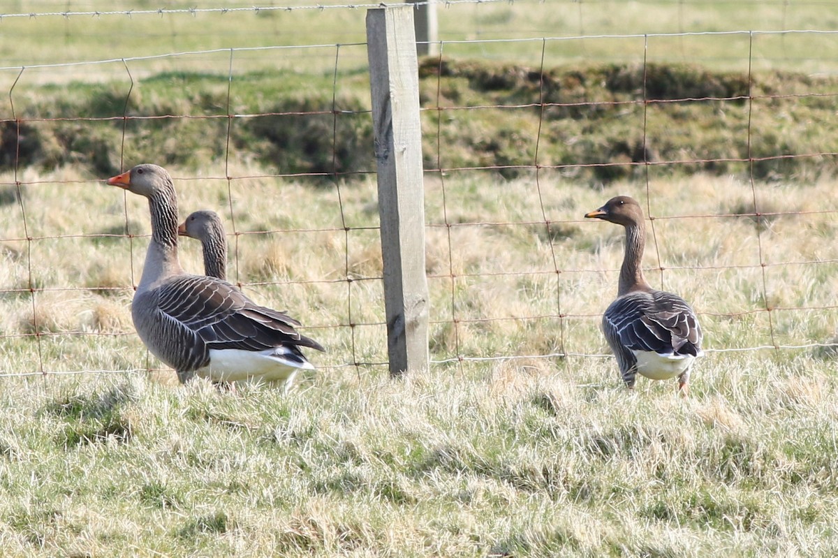 Tundra Bean-Goose - ML616158898