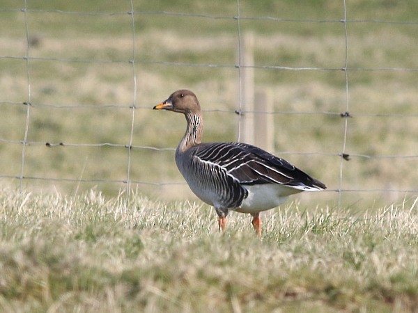 Tundra Bean-Goose - David Cooper