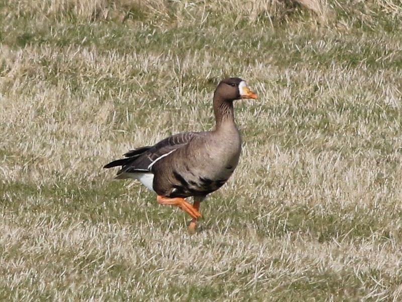 Белолобый гусь (flavirostris) - ML616159022