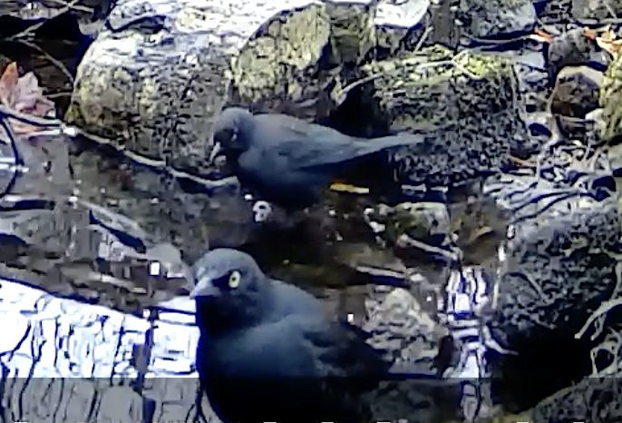 Rusty Blackbird - ML616159069