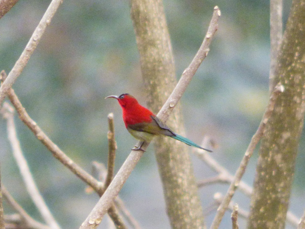 Crimson Sunbird - ML616159089