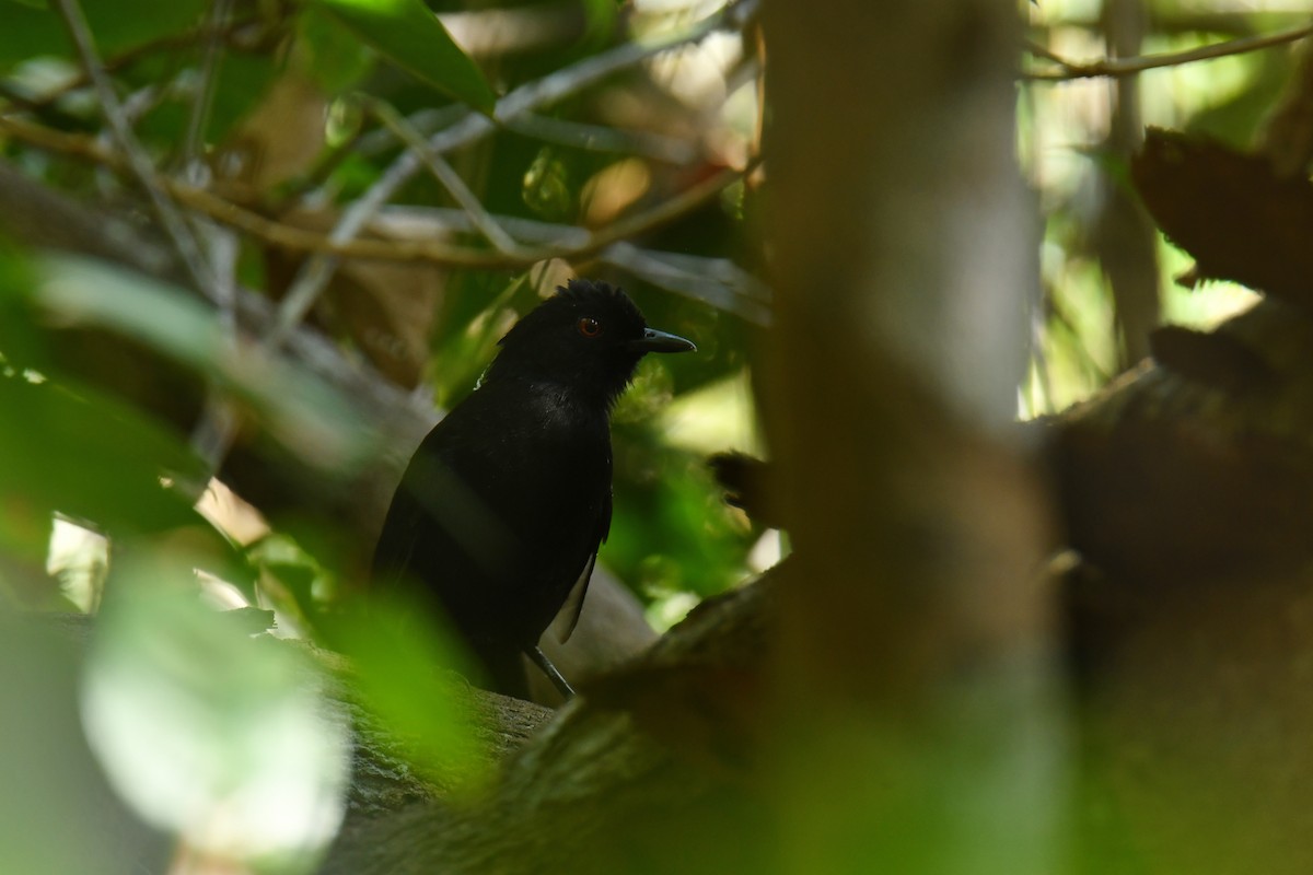 Fringe-backed Fire-eye - Antoine Rabussier