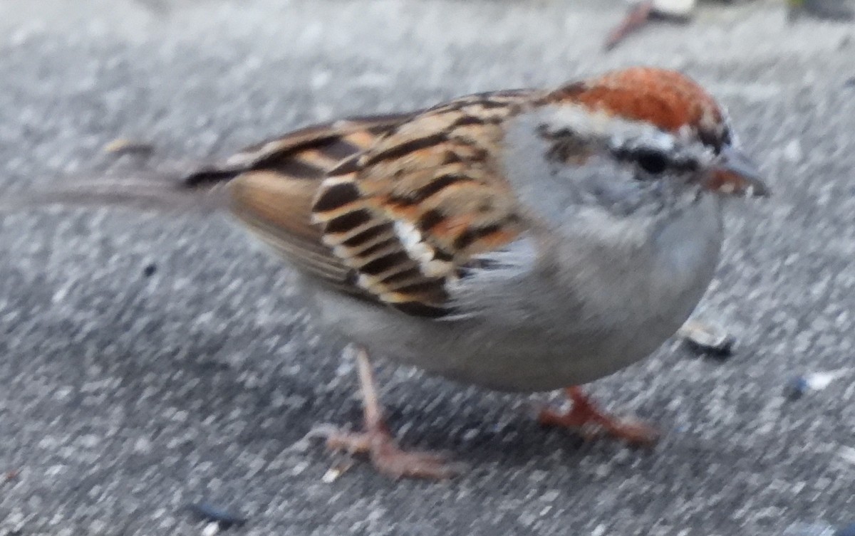 Chipping Sparrow - ML616159174