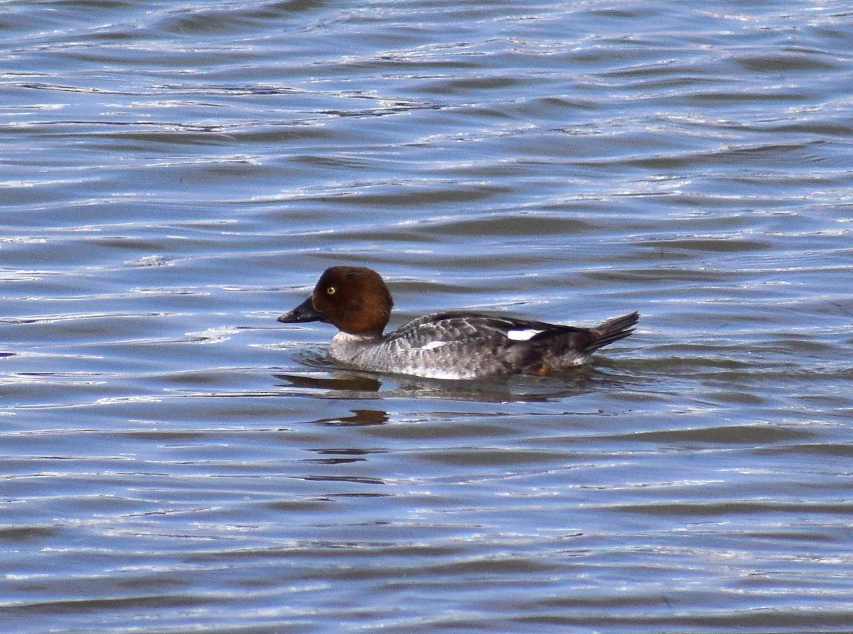 Common Goldeneye - ML616159189