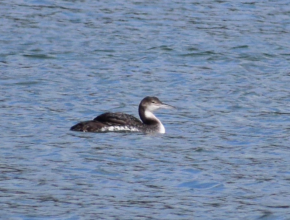 Common Loon - Kate Lowry