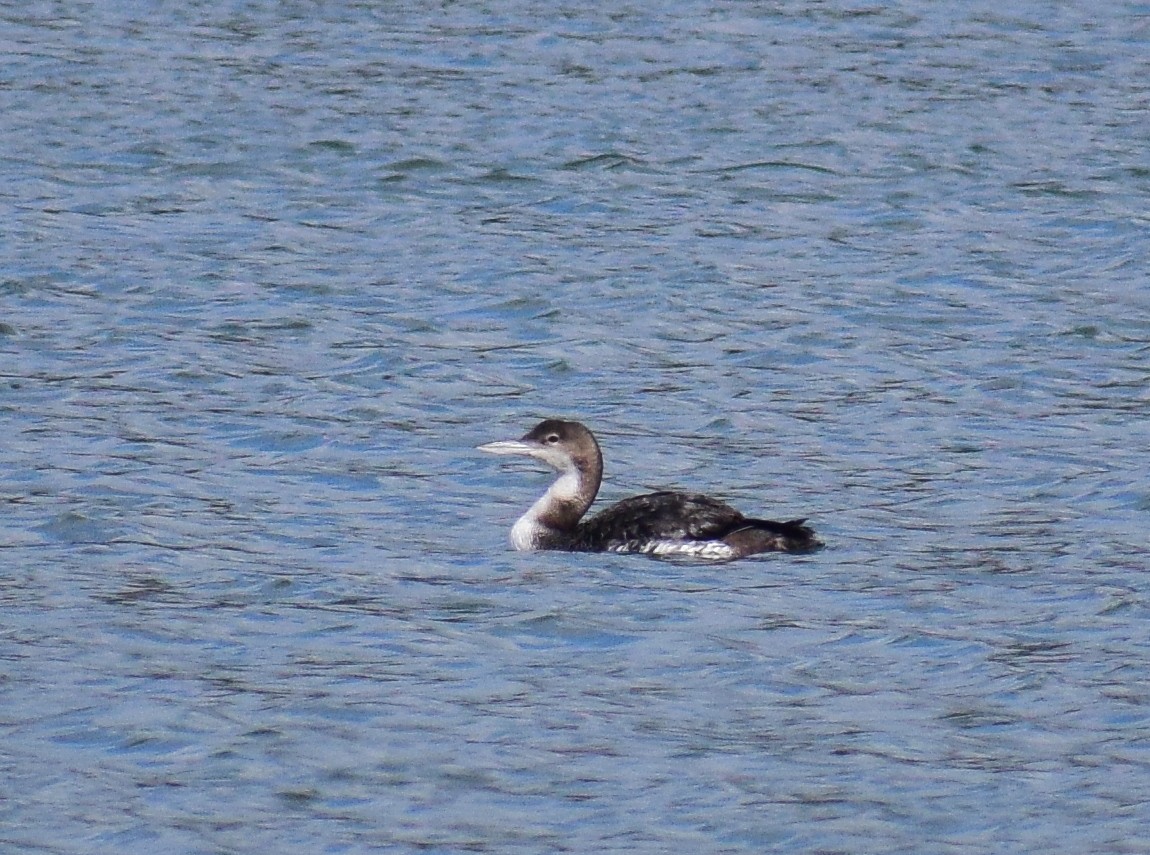 Common Loon - Kate Lowry
