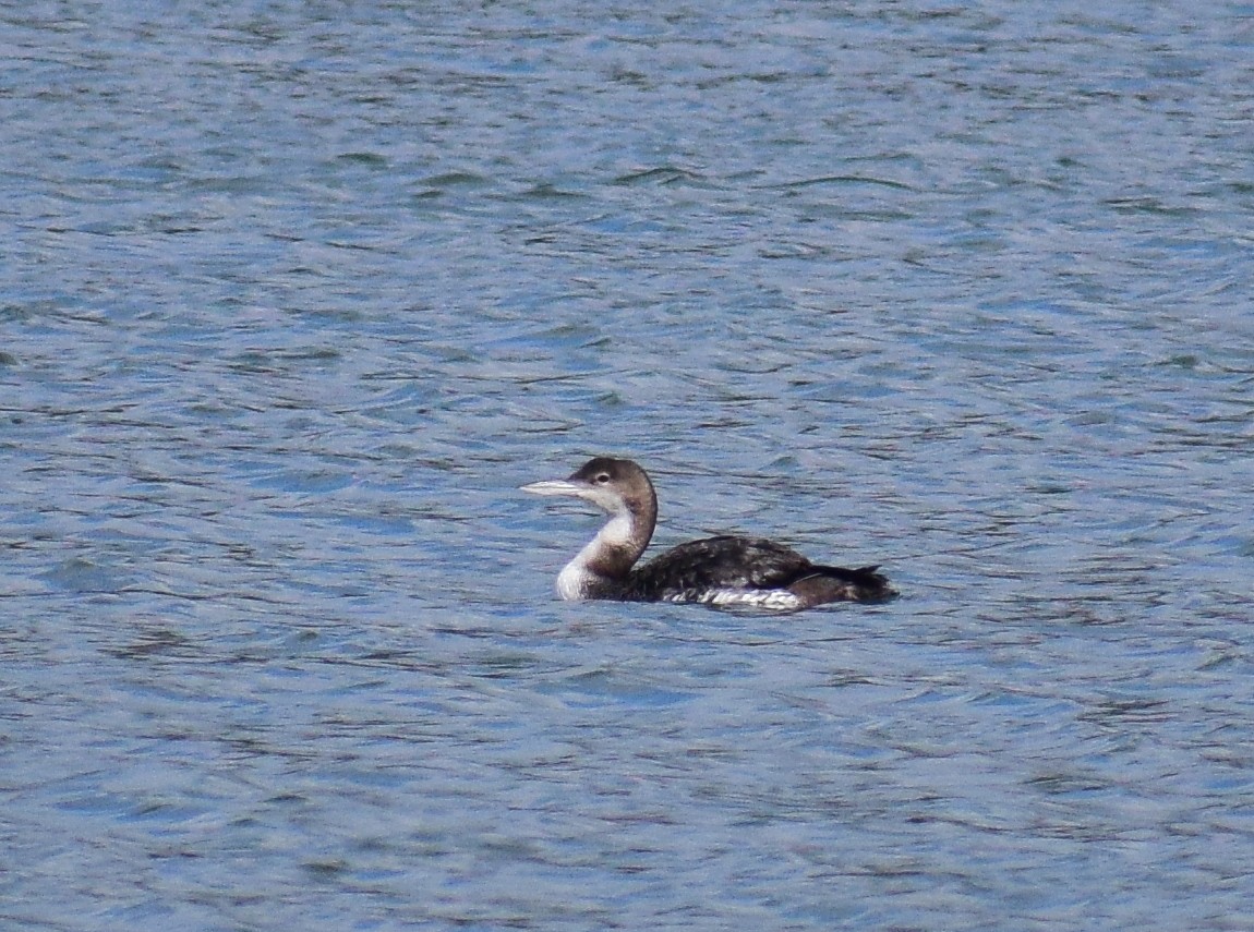 Common Loon - ML616159205