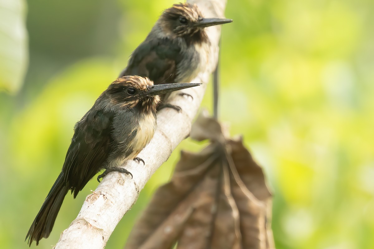 Three-toed Jacamar - ML616159378