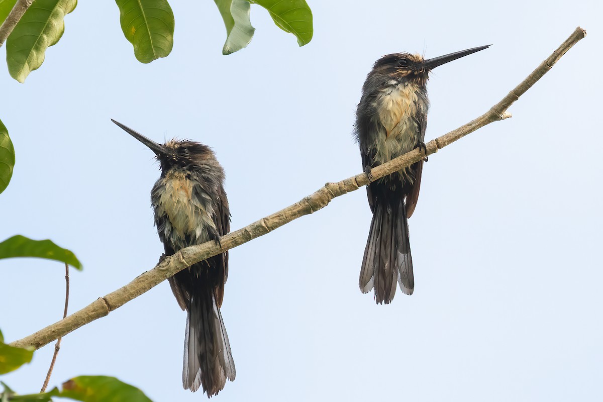 Three-toed Jacamar - ML616159382