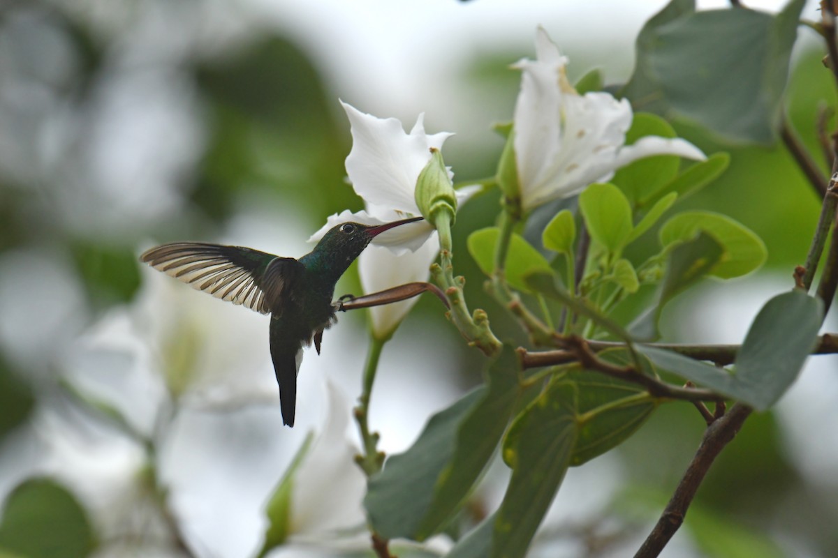 kolibřík safírový - ML616159410