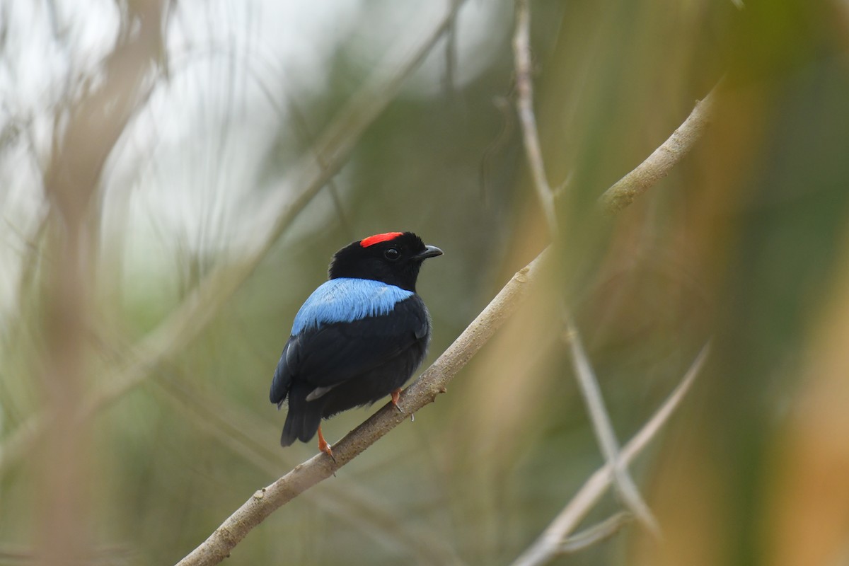 Blue-backed Manakin - ML616159419