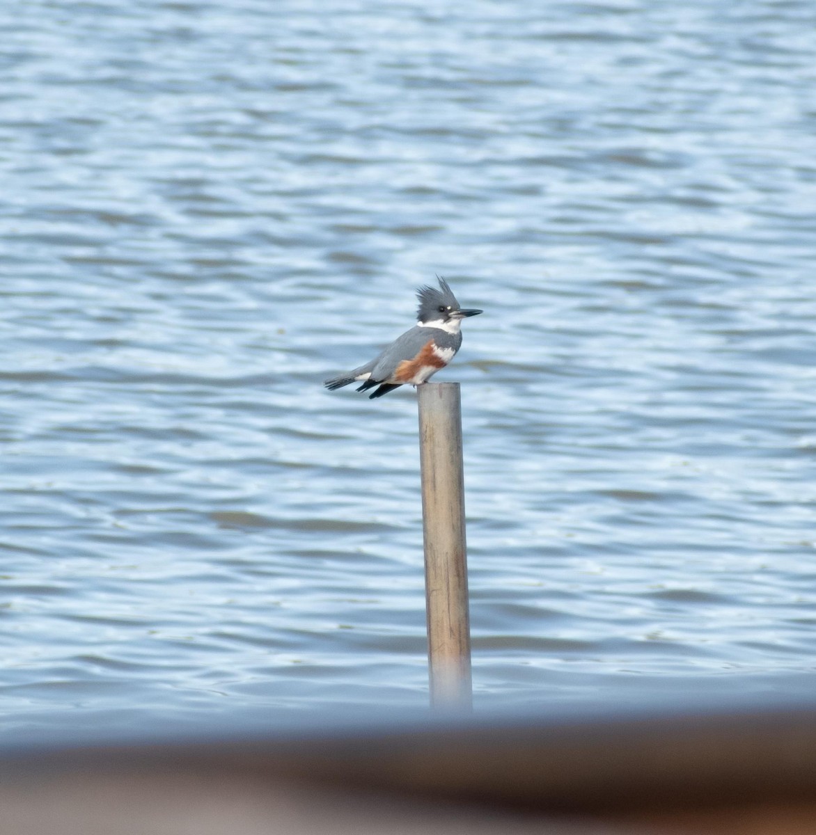 Belted Kingfisher - ML616159420