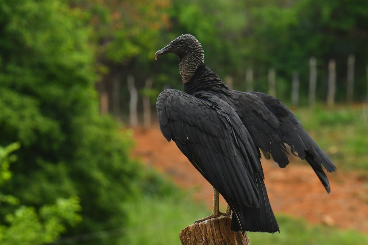 Black Vulture - Antoine Rabussier