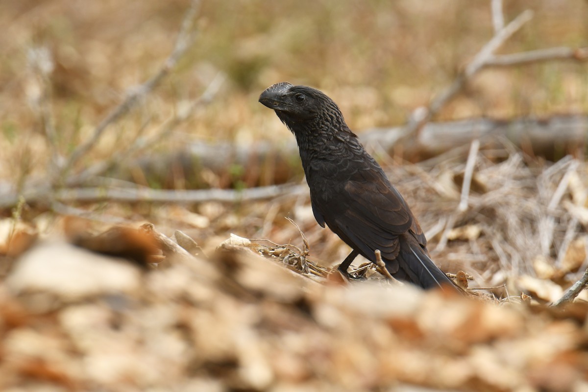 Smooth-billed Ani - Antoine Rabussier