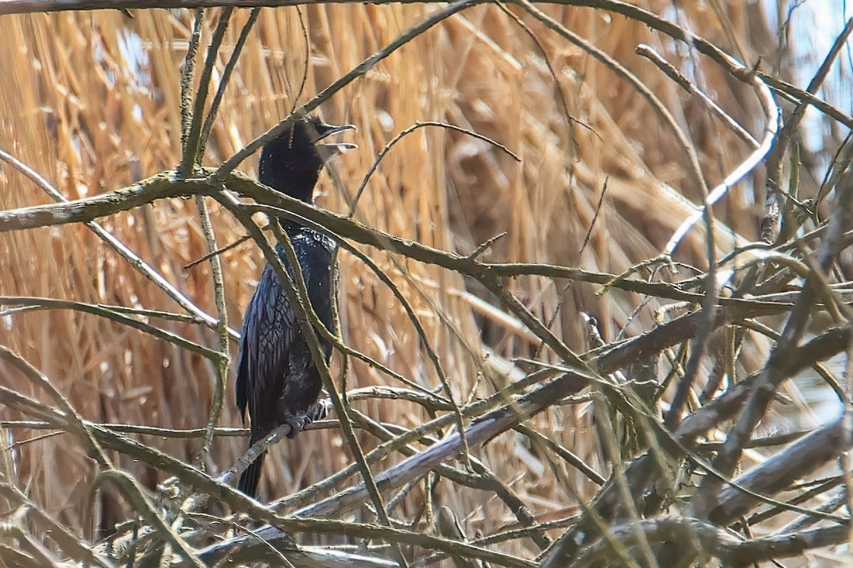 Pygmy Cormorant - ML616159443