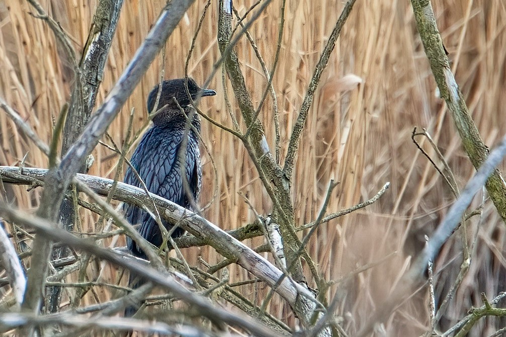 Pygmy Cormorant - ML616159444