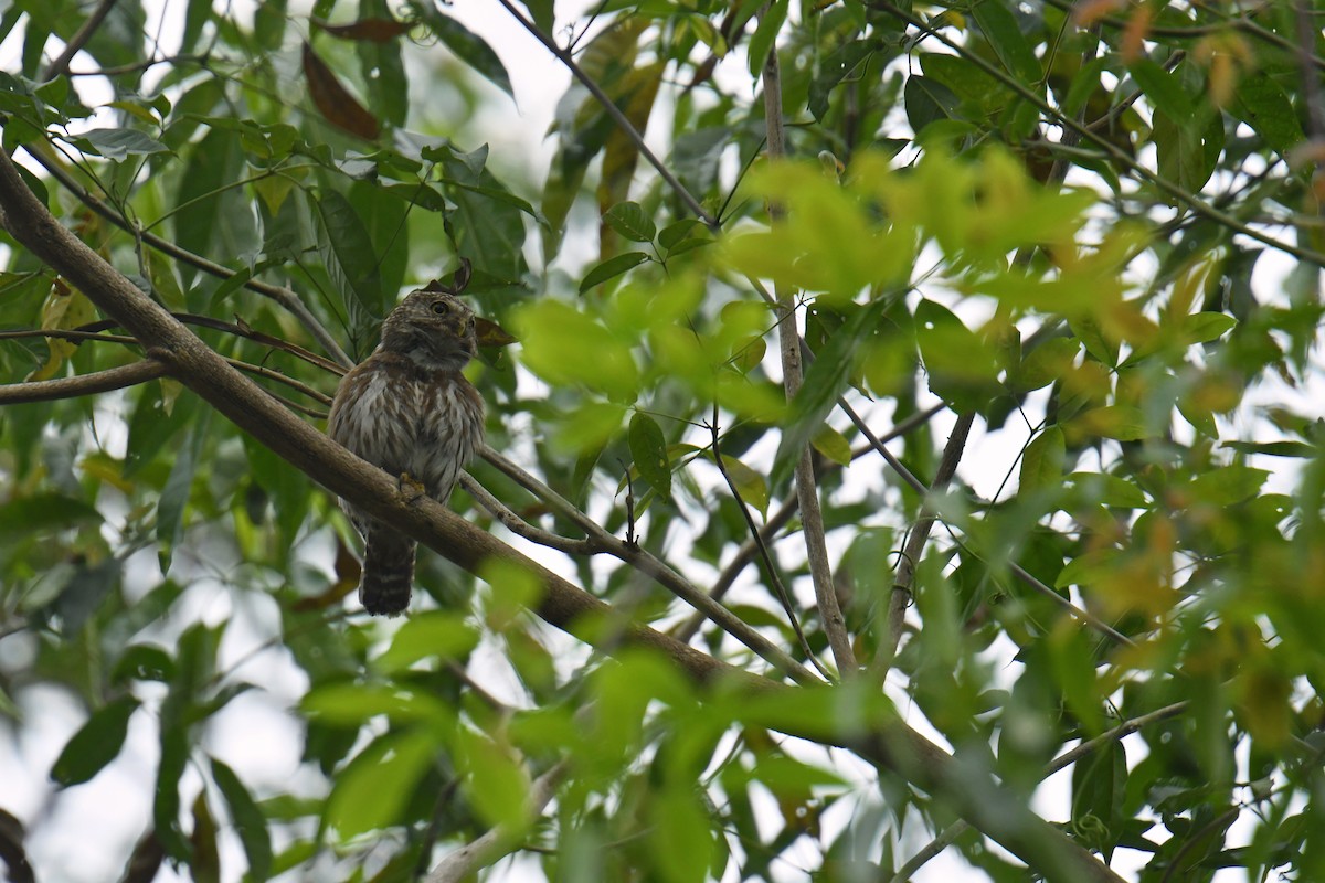 Ferruginous Pygmy-Owl - ML616159457