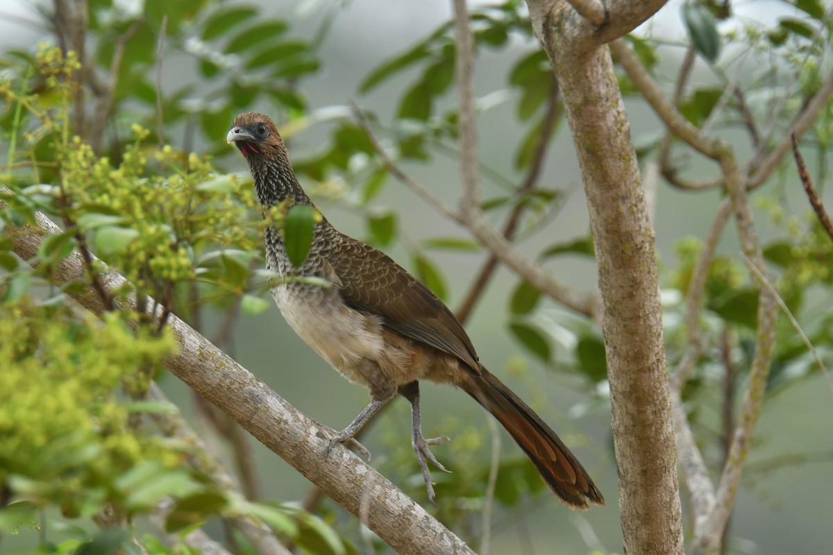 Ostbrasilienguan - ML616159466