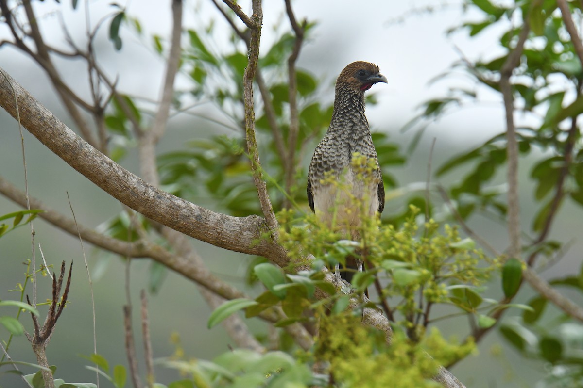 East Brazilian Chachalaca - ML616159467