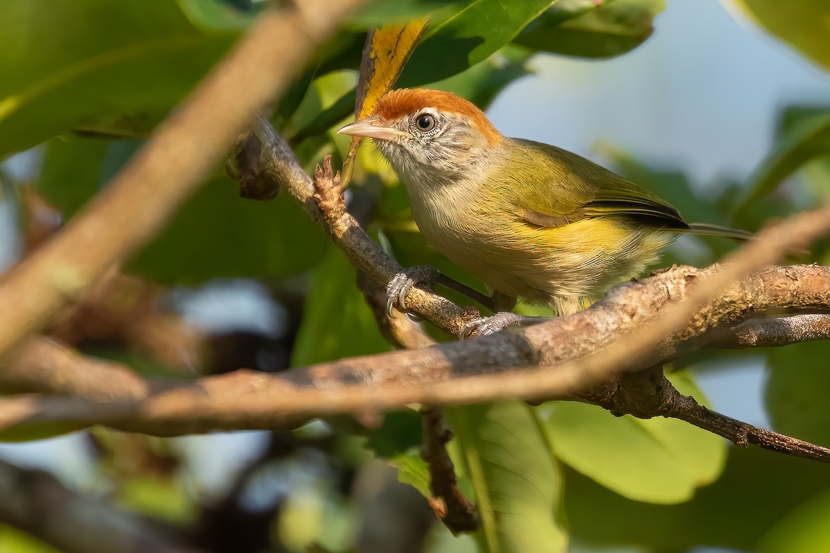 Gray-eyed Greenlet - Sergio Porto