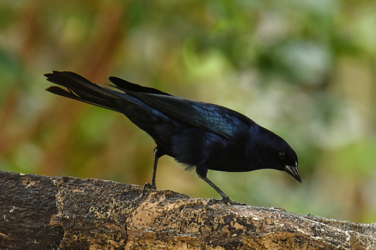Shiny Cowbird - ML616159488