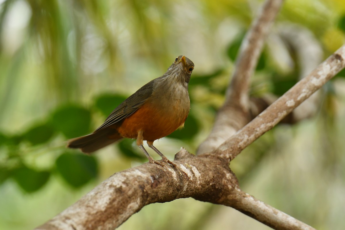 Rufous-bellied Thrush - ML616159490