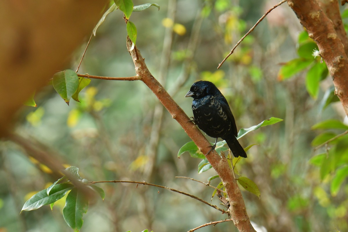 Blue-black Grassquit - Antoine Rabussier