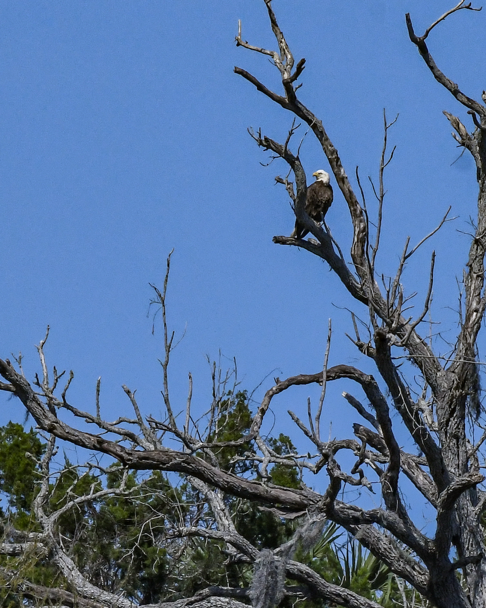 Bald Eagle - ML616159502