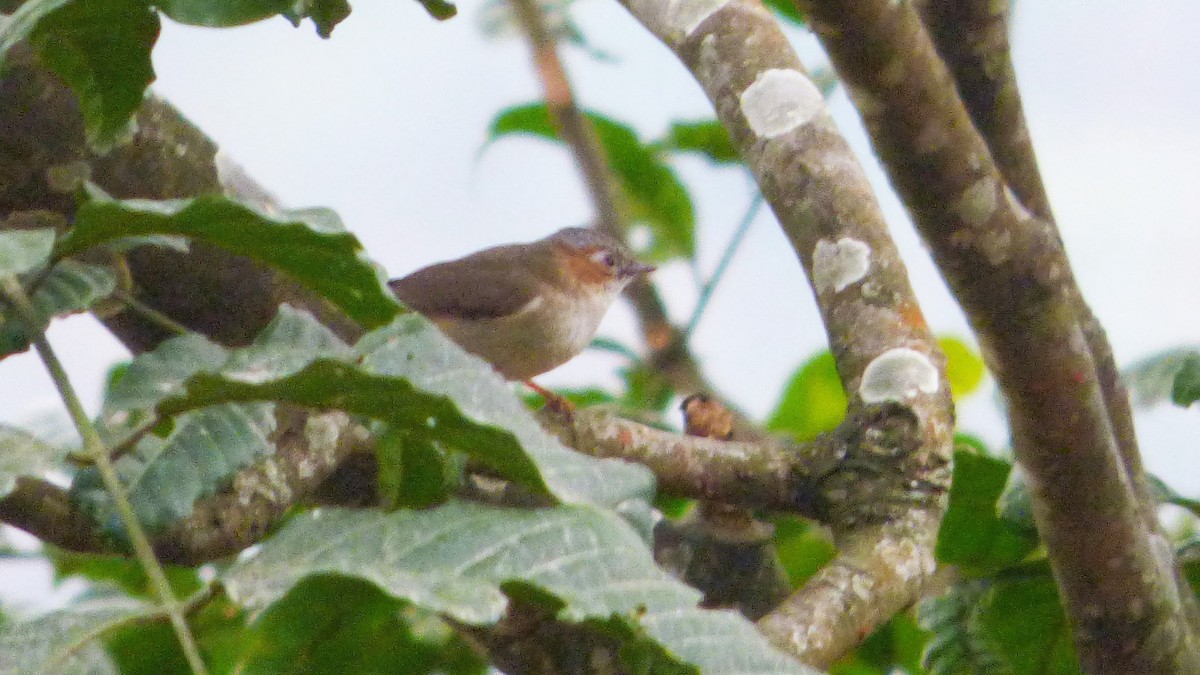 Striated Yuhina (Gray-crowned) - ML616159516