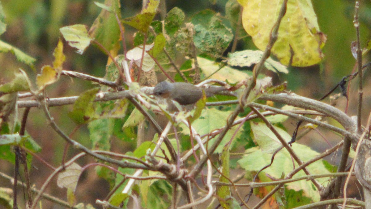 Striated Yuhina (Gray-crowned) - ML616159517