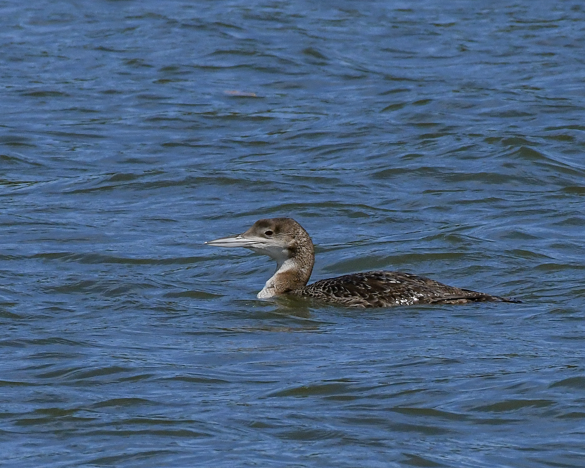 Plongeon huard - ML616159522