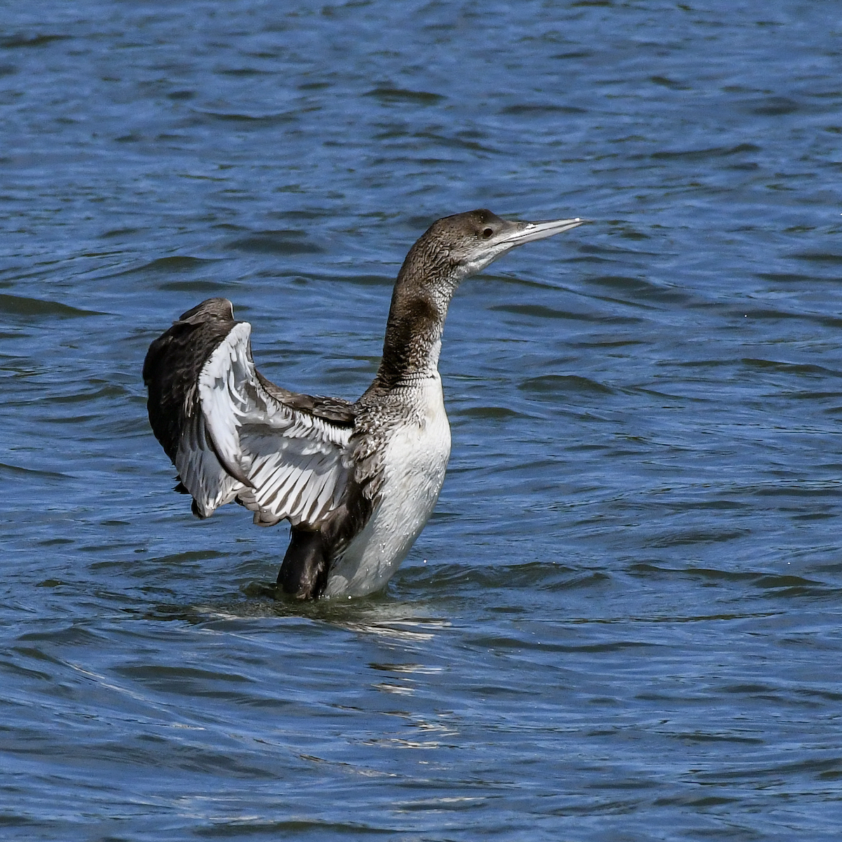 Plongeon huard - ML616159523