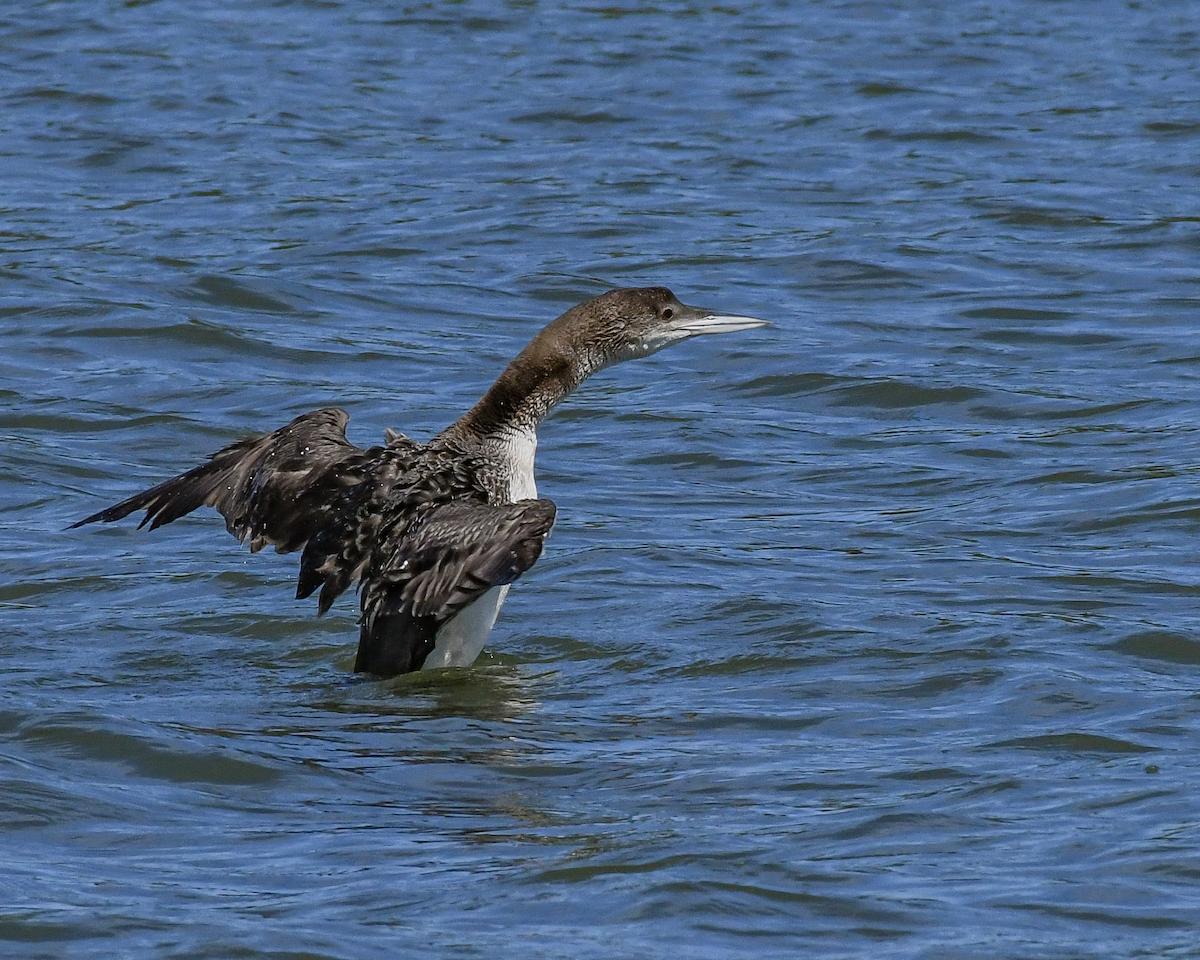 Common Loon - ML616159524