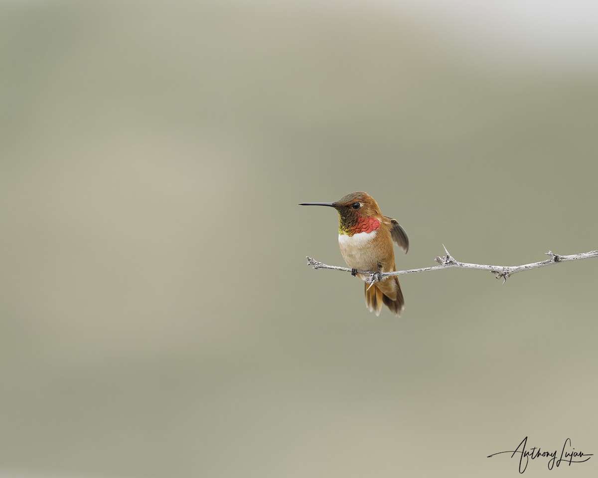 Rufous Hummingbird - ML616159558