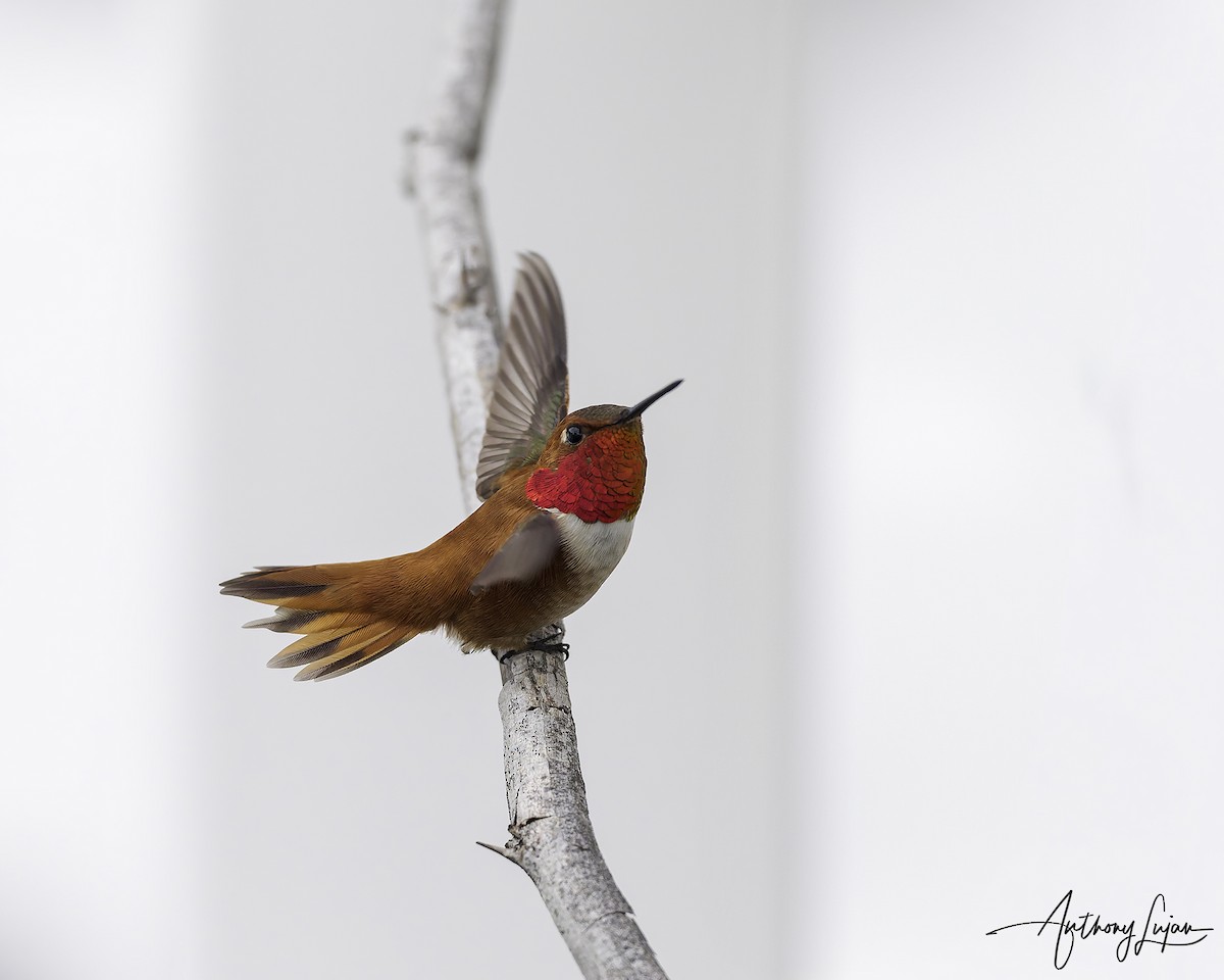 Rufous Hummingbird - ML616159559