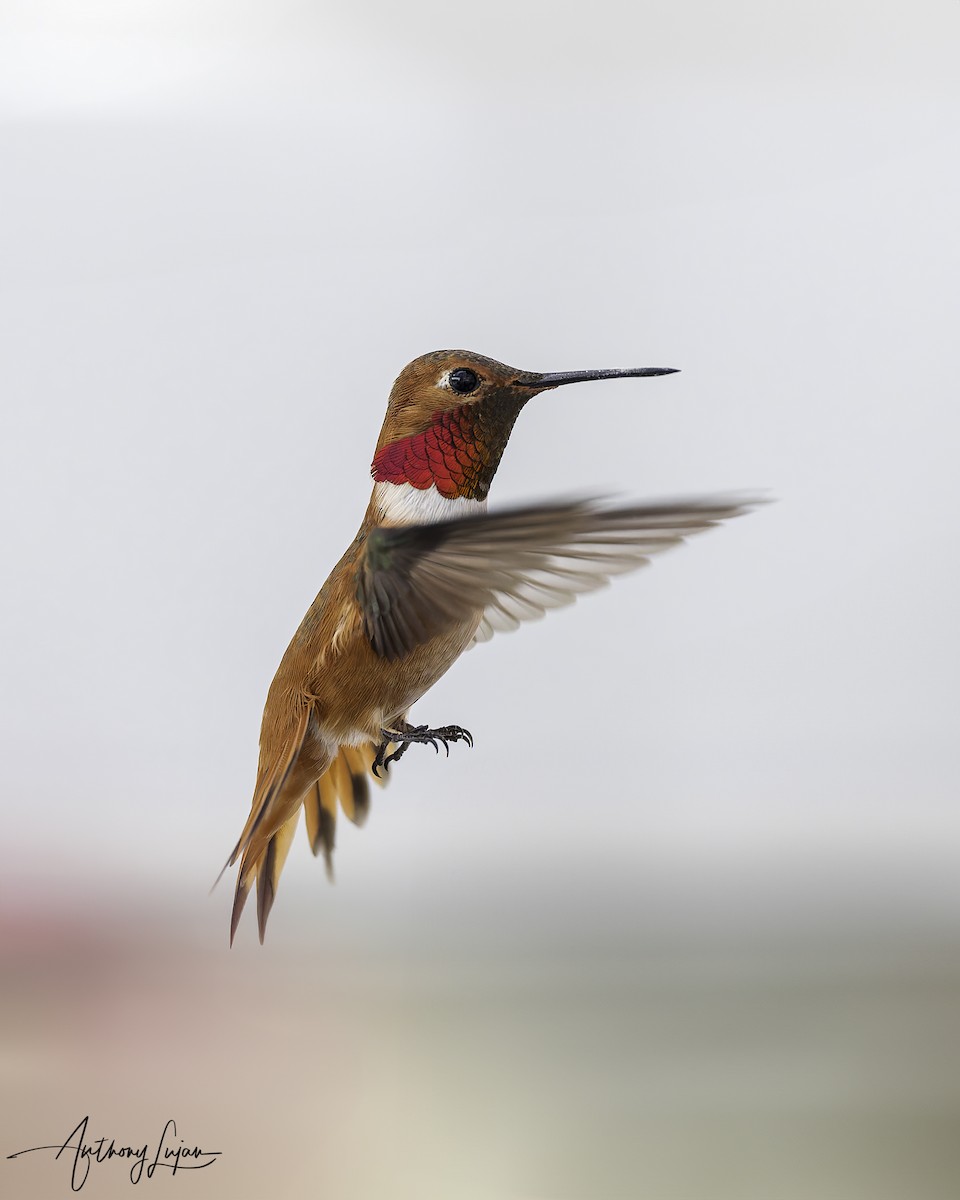 Rufous Hummingbird - ML616159560