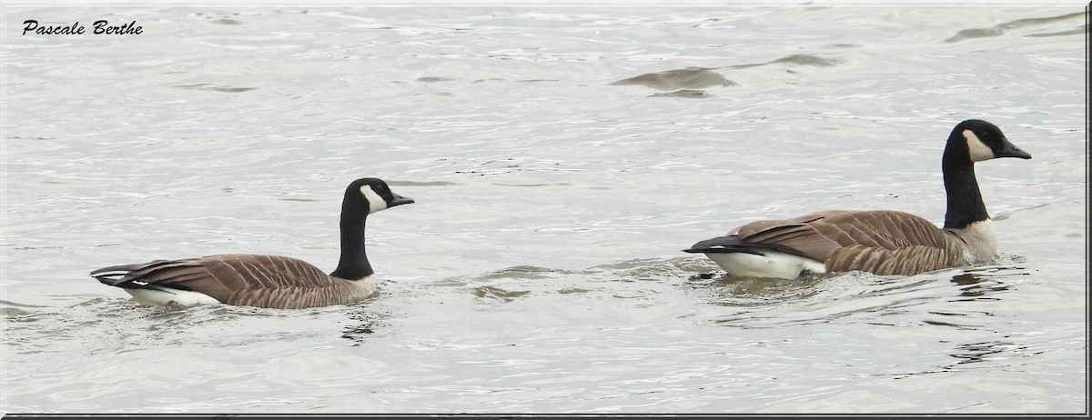 Canada Goose - ML616159596