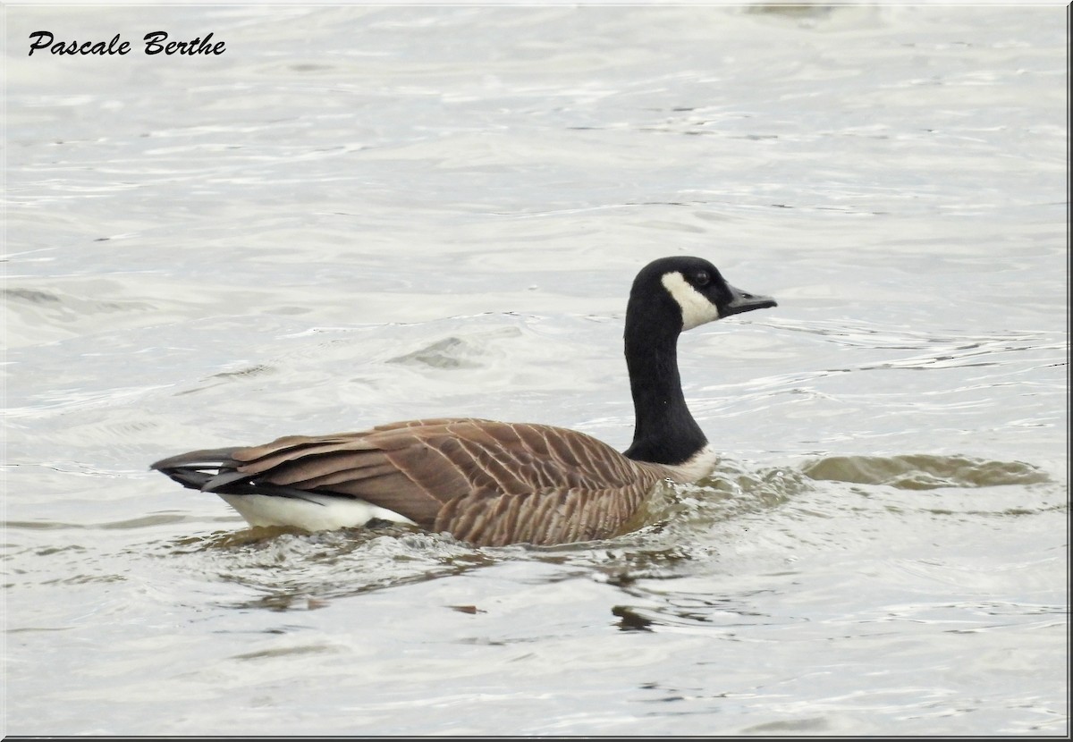 Canada Goose - ML616159597