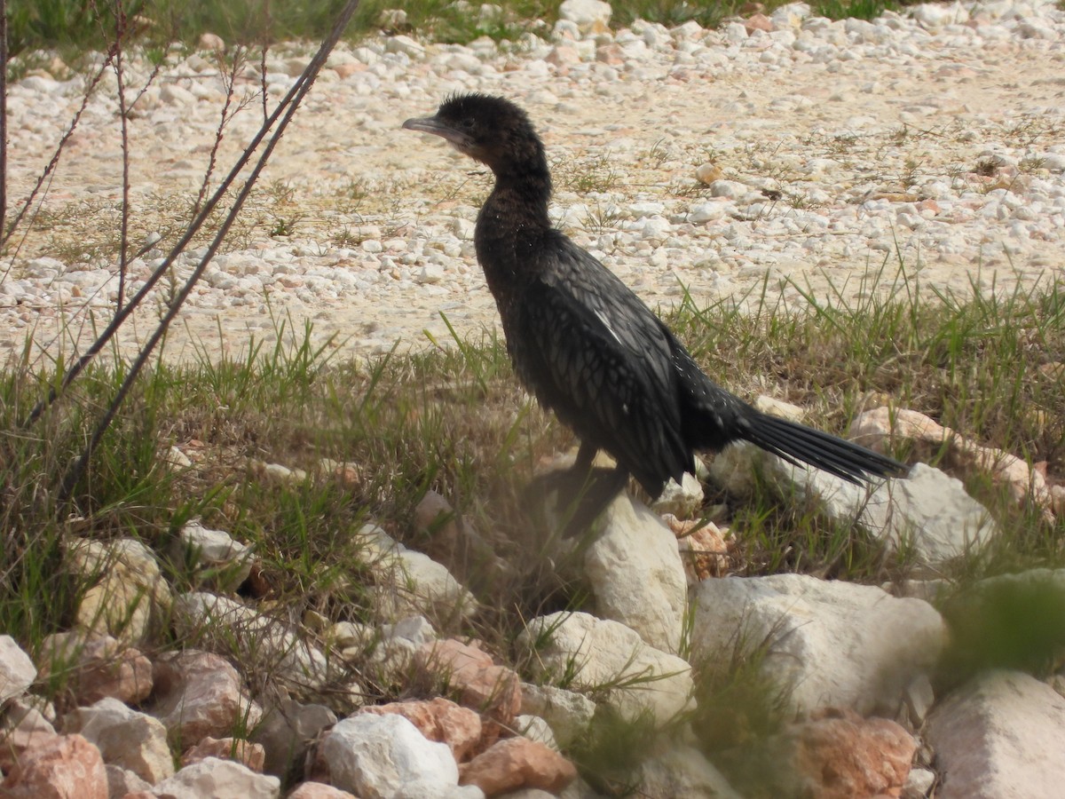 Pygmy Cormorant - ML616159616