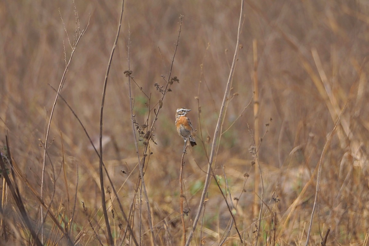 Whinchat - Hasan Al-Farhan