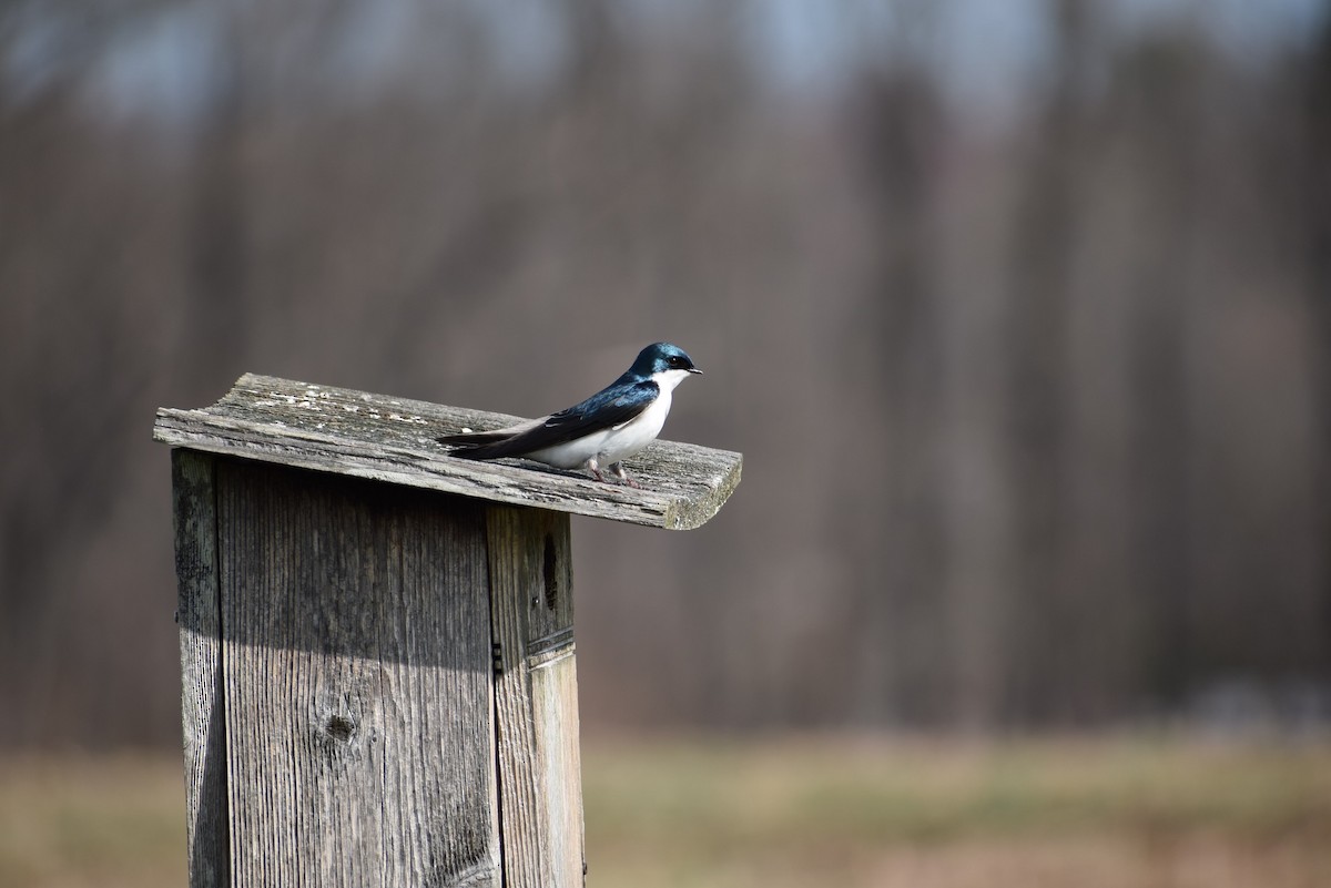 Golondrina Bicolor - ML616159707