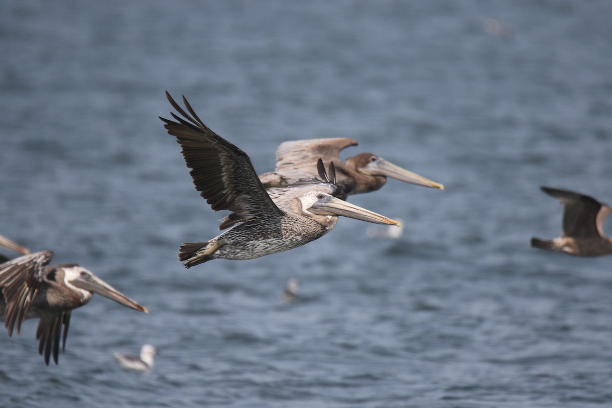 Brown Pelican - ML616159712