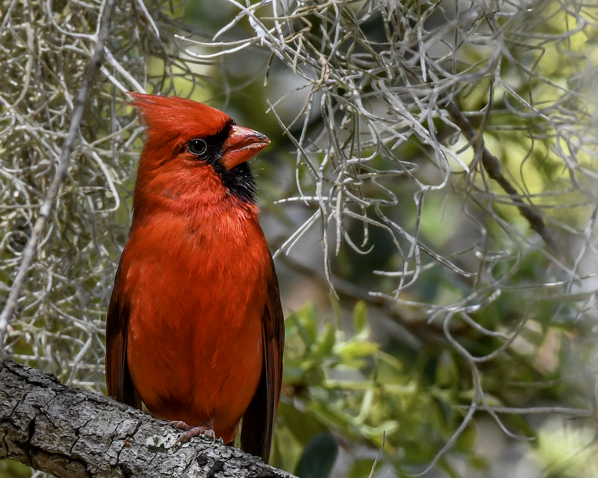 Cardinal rouge - ML616159713