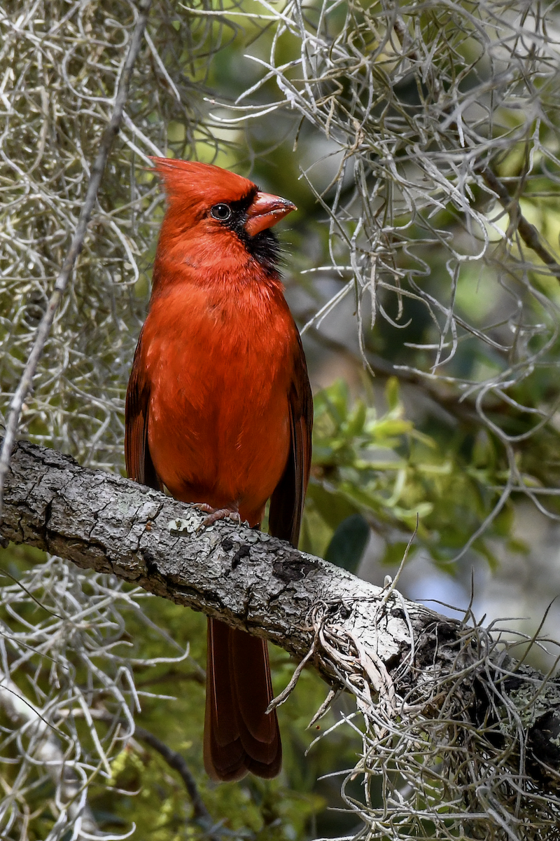 Cardinal rouge - ML616159714