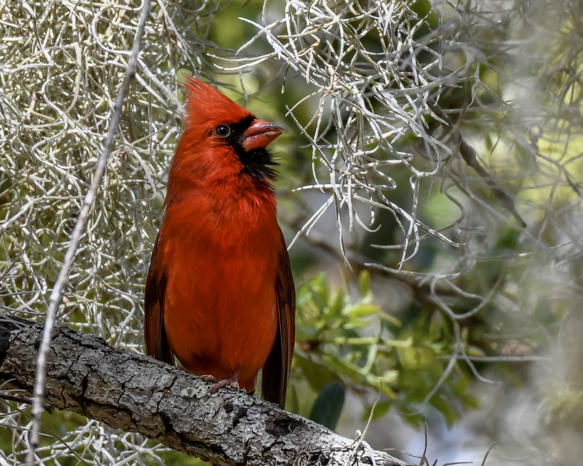 Cardinal rouge - ML616159715