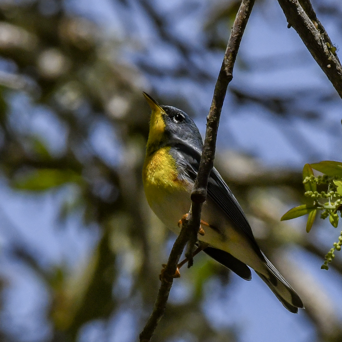 Northern Parula - ML616159730