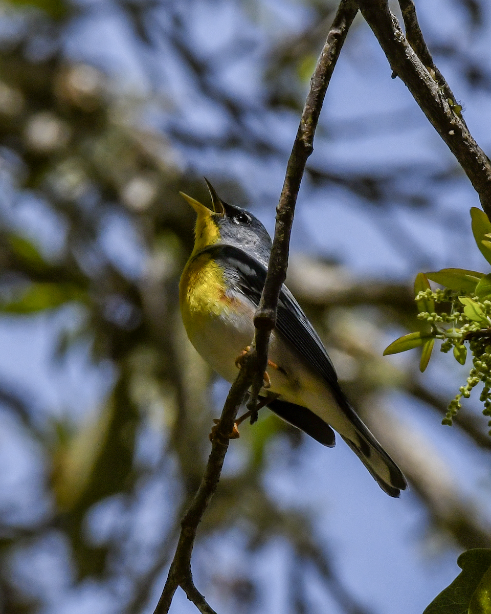 Northern Parula - ML616159732