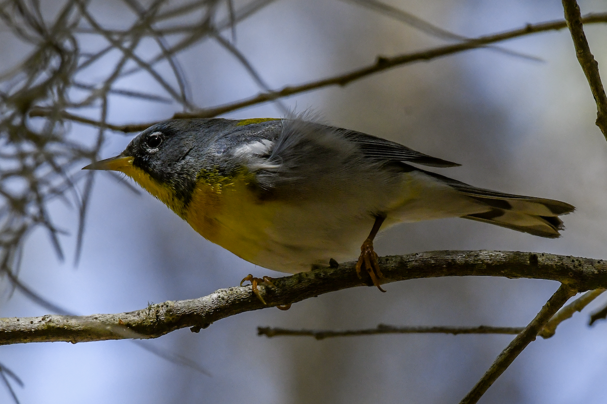 Northern Parula - ML616159739